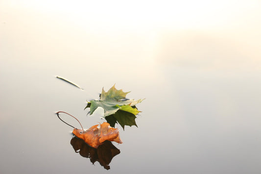 two leaves floating on still water, one green, one rust