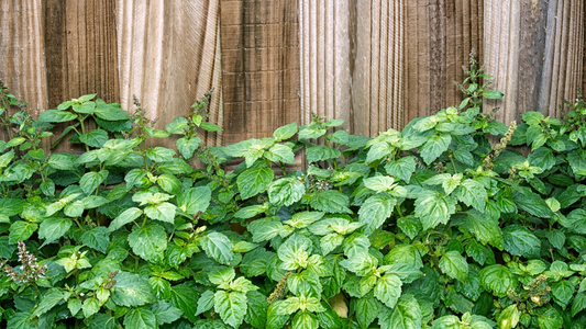 patchouli plant growing against a wood fence