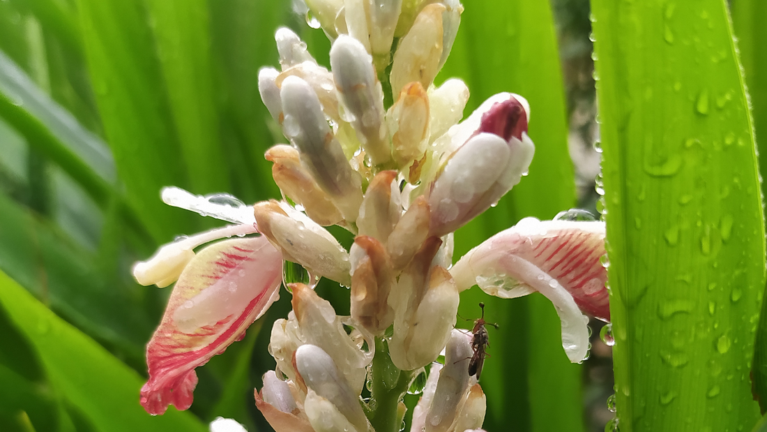 Why Ayurveda Loves Cardamom for Body & Skin