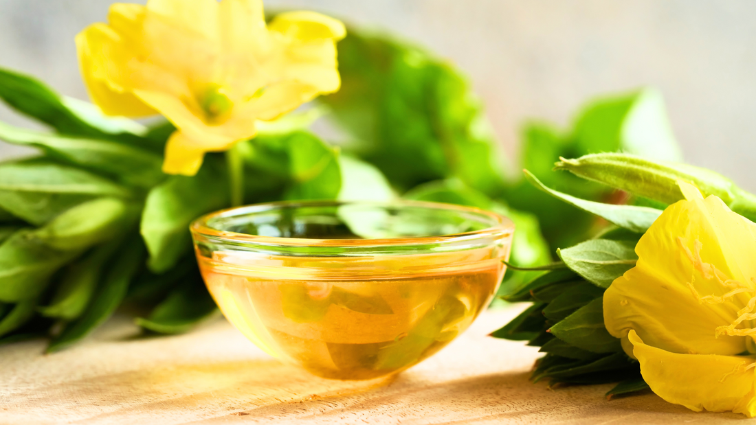 Evening Primrose Oil: An Ancient Remedy for Modern Skin Resilience